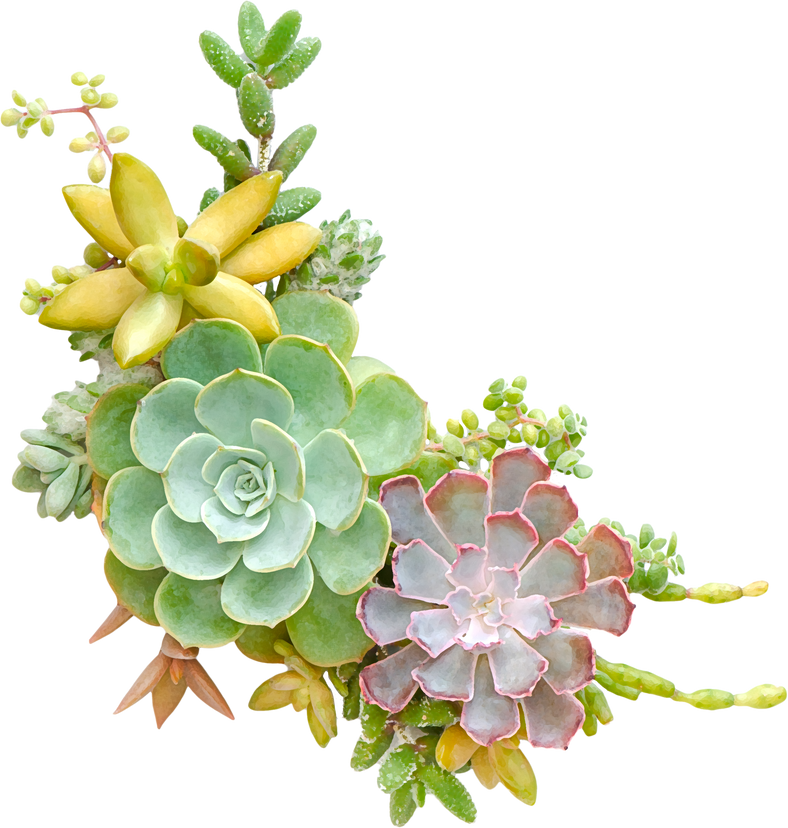Mix succulent Plants Frame Arrangement